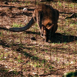 swamp wallaby