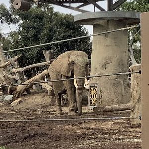 African Elephant Cow 10/7/21