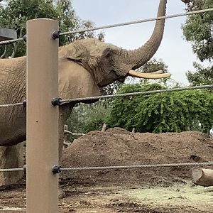 African Elephant Cow 10/7/21
