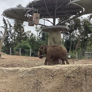 Asian Elephant Cow 10/7/21