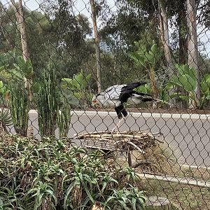 Secretarybird 10/7/21