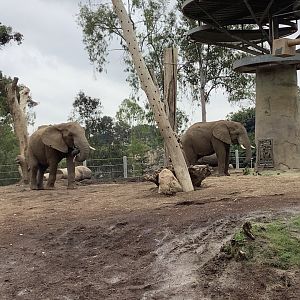 African Elephant Bull 10/7/21