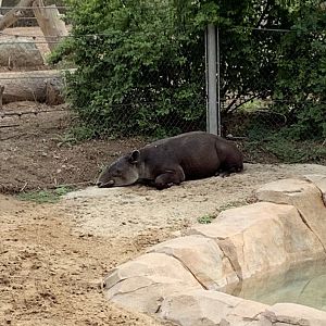 Tapir 10/7/21