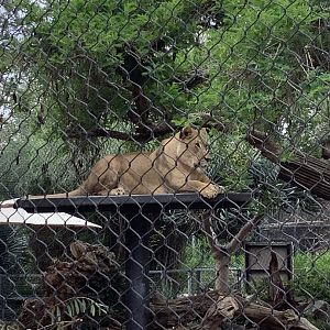 African Lion 10/7/21