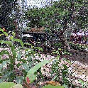 African Lion 10/7/21