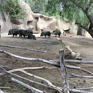 Visayan Warty Pig 10/7/21