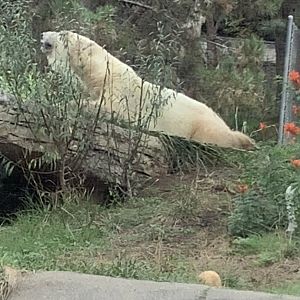 Polar Bear 10/7/21