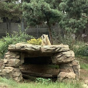 Polar Bear 10/7/21