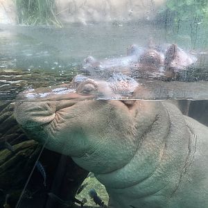 Nile Hippos 10/7/21