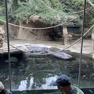 Pygmy Hippos 10/7/21