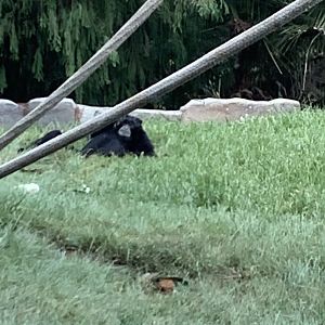 Siamang 10/7/21