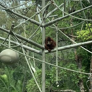 Orangutan 10/7/21