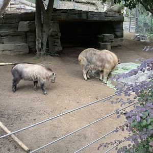 Golden Takin 10/7/21
