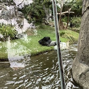 Western Lowland Gorilla 10/7/21