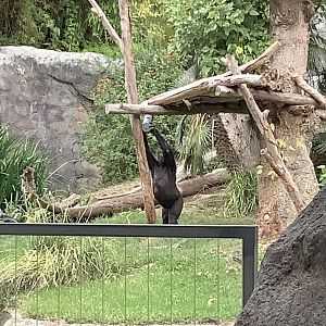 Western Lowland Gorilla 10/7/21