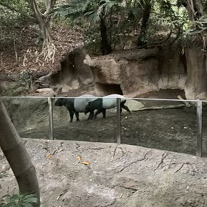Tapir 10/7/21