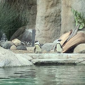 African Penguins 10/7/21