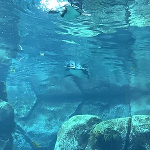 African Penguins 10/7/21