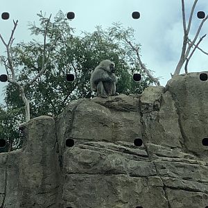 Baboon 10/7/21