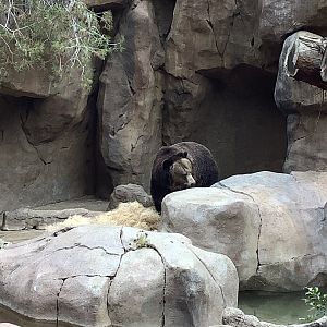 Grizzly Bear 10/7/21