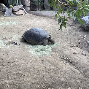 Galapagos Tortoise 10/7/21