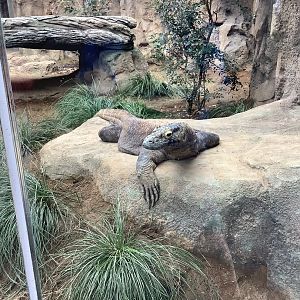 Komodo Dragon 10/7/21