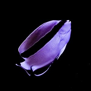 Bandit Angelfish // Twighlight Zone