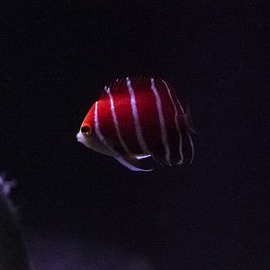 Peppermint Angelfish // Twightlight Zone