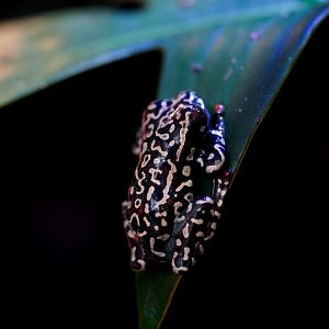 Riggenbach Reed Frog // Color of Life