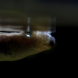 Four-eyed Fish (Below Water) // Flooded Forest