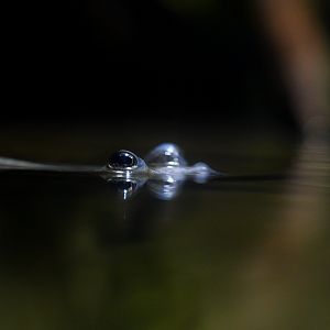 Four-eyed Fish (Above Water) // Flooded Forest