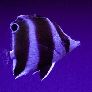 Haraguchi's Butterflyfish