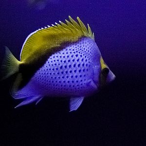 Marquees Butterflyfish // Twighlight Zone