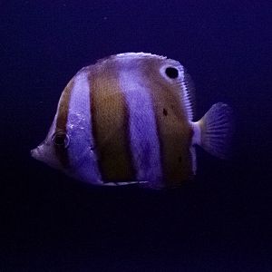 Brown Banded Butterflyfish // Twighlight Zone