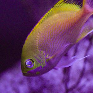 Katayami Anthias // Twighlight Zone