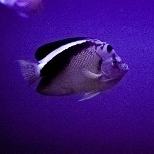 Griffis Angelfish // Twightlight Zone