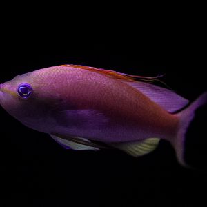 Red Barbier Anthias // Twighlight Zone
