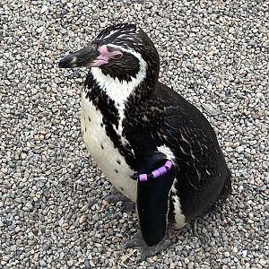 Humboldt Penguin