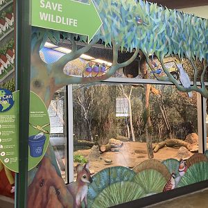 Large Bearded Dragon Enclosure