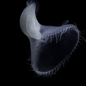 Lion's Mane Nudibranch // California Coast