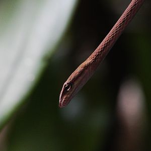 Burmese Vine Snake // Water World