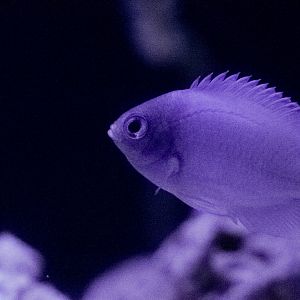Undescribed Chromis species // Twighlight Zone