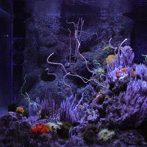 Twighlight Zone Reef // Twighlight Zone