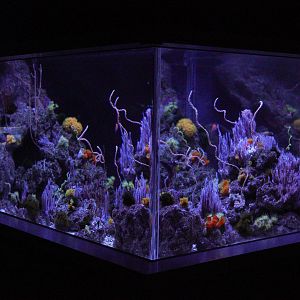 Twighlight Zone Reef // Twighlight Zone