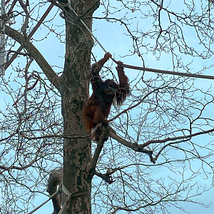 Orangutan in Tree