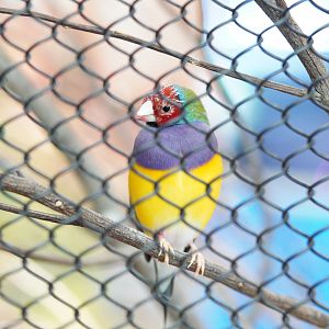 Gouldian Finch