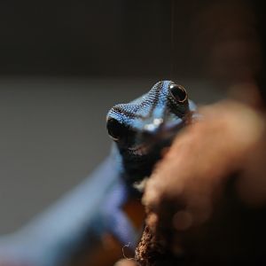 Turquoise Dwarf Gecko // Other Rainforest