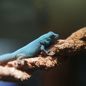 Turquoise Dwarf Gecko // Osher Rainforest