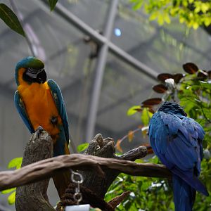 Blue & Yellow Macaws // Other Rainforest