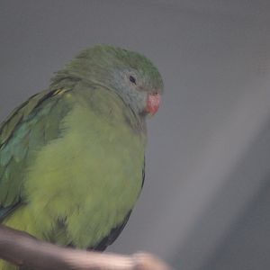 Barraband female, Riddiford Garden Aviary